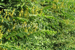 Caesalpinia bonduc
